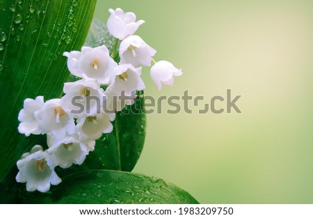 on a light background flowers lilies of the valley with dew on the leaves and place for text