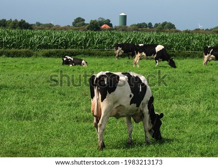 Black And White East Frisian Cows Grazing In A Meadow On A Sunny Summer Day With A Clear Blue Sky