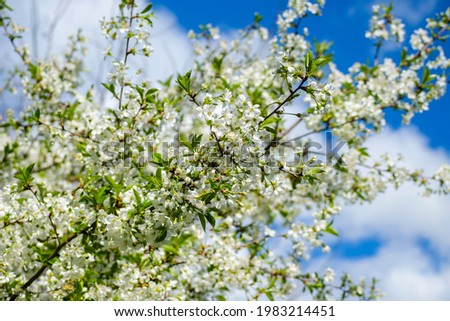 Cherry tree in dense white bloom in spring in the garden