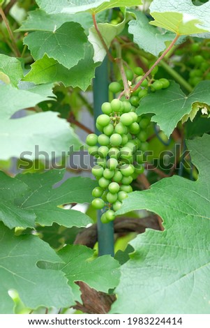 bunch of green grape in early summer