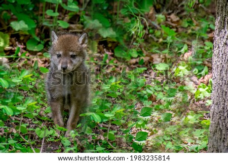 A cute young furry baby coyote or coywolf pup in the forest, venturing outside of it's den in the spring. Shot with a narrow depth of field, selective focus and intentional blurred background.