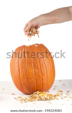 A hand removing seeds from a large pumpkin for either baking, roasting, or display.  Against white background and on table.