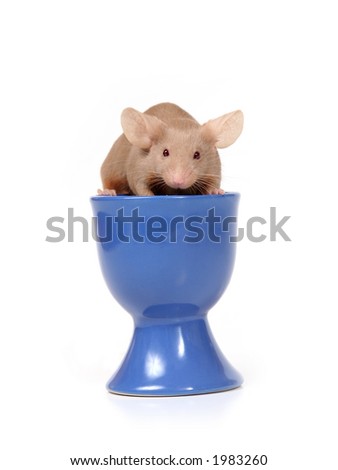 little mouse on a blue cup