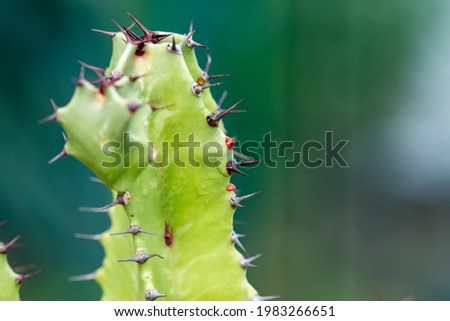 wild growing cactus closeup, Mauritius, Africa
