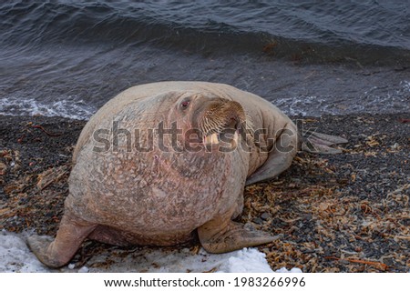 a fat and ugly walrus sit on the northern beach. stay on the cold shore of the ocean, the sea and look around. looks very realistic. ugly, unattractive animal in its natural habitat. fauna of Arctic