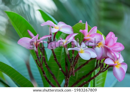 flowering pink frangipani flowers in summer, Mauritius.
