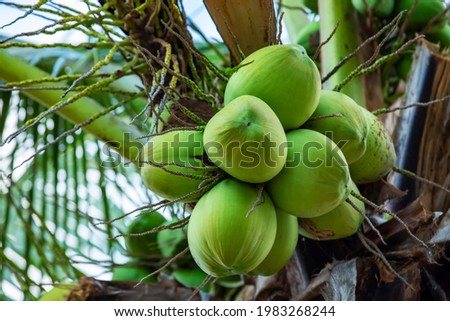 bunch of fresh green coconut on tree.