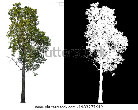 Isolated tree on white background with selected and path inside, alpha channel built in picture for brush and selection tree 