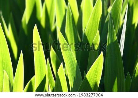 Young fresh leaves of an iris at evening solar lighting. An abstract picture with play of light and shadow.