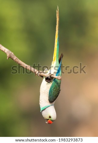 A male Malabar Parakeet feeding on a rice grains in the fields on the outskirts of Shivmoga, Karnataka