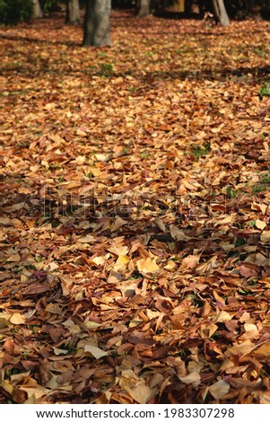 Vertical picture of the ground is covered with fallen leaves.