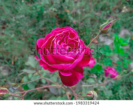 Beautiful Red Colour Flower Picture