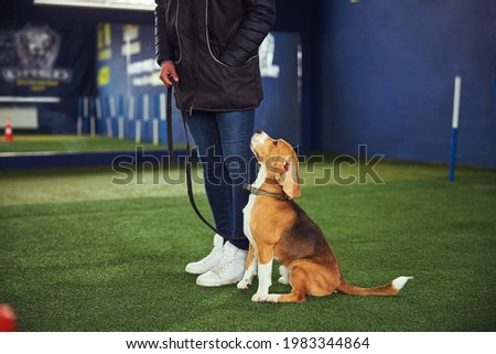Beautiful young beagle undergoing the obedience training Royalty-Free Stock Photo #1983344864