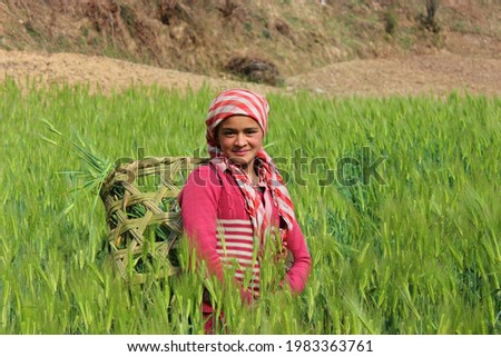 1 June 2021, WAN, Chamoli, Uttarakhand, India. An Indian girl posing for a photo in wheat farm in rural himalaya region of uttarakhand. Royalty-Free Stock Photo #1983363761