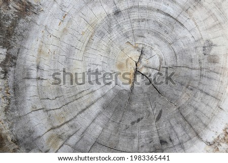 texture of wooden board cutting in old time for create background editing