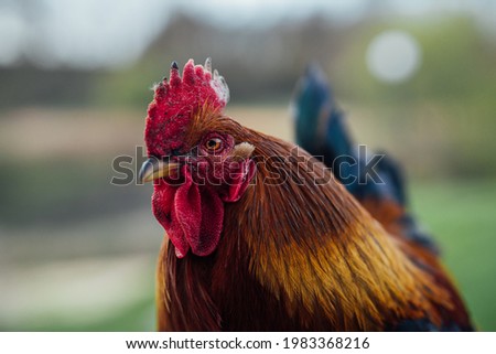 Portrait of brightly colored cockerel. Colorful cock with a beautiful head a close-up (rooster, Gallus, common cock, barnyard cock)