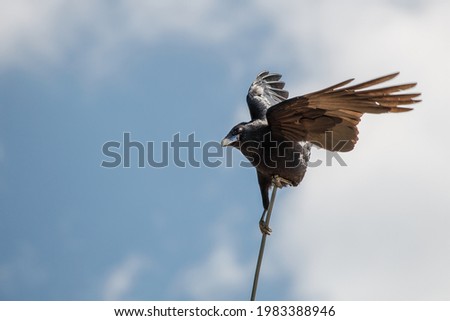 landing crow with blu sky