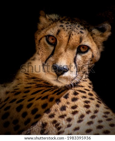 Close up photo (portrait) of a cheetah. 