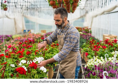 Man is working in small business greenhouse store. He is examining plants. 