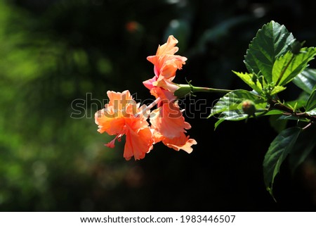 Peach Poodle Tail Hibiscus Flower under morning sunlight