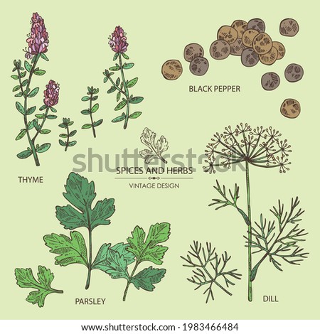 Collection of herbs and spices: leaves and flowers of thyme, black pepper, dill leaves and seeds and parsley. Vector hand drawn illustration.