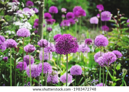 Allium 'Purple Sensation' in flower Royalty-Free Stock Photo #1983472748