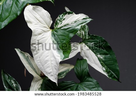 Syngonium Albo variegated leaf close up in isolated black background. White Variegation leaf. Syngonium Albo Variegata. Royalty-Free Stock Photo #1983485528