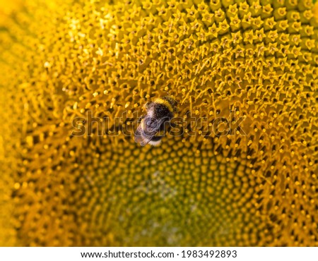 close view of a bumblebee pollinating a sunflower flower