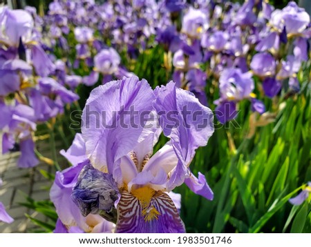 Lilac flowers irises, flower bed