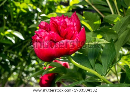 Red peonies in the garden on a green background