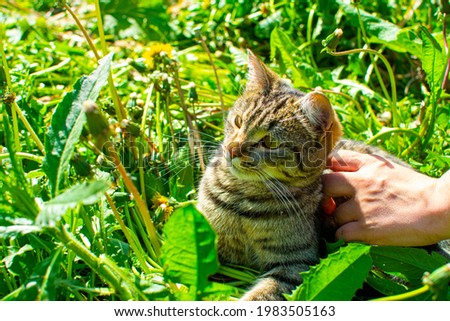 Cat in the grass on the street 