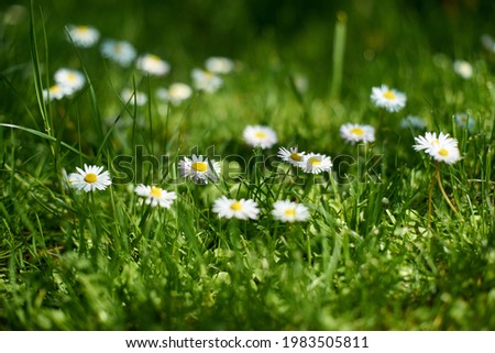 Daisy in grass; Sallow depth of field; Focus on one flower