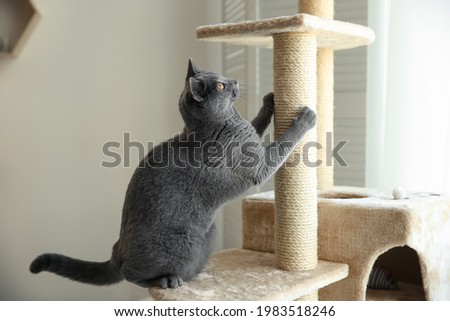 Cute pet sharpening claws on cat tree at home Royalty-Free Stock Photo #1983518246