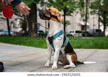 Dog breed beagle walking in harness and muzzle on roulette with the owner in town Royalty-Free Stock Photo #1983524201