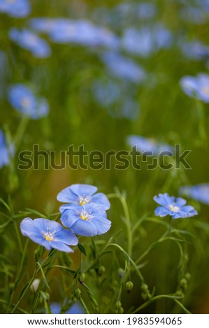 Close up of a pretty, pure pale blue, five petal flax flower in the foreground with a dark green shallow depth of field background 