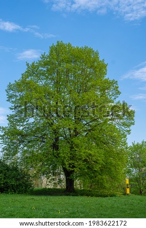 A big tree in a city park on a sunny summer day. Clear blue sky on background. Tartu, Estonia. Selective focus.