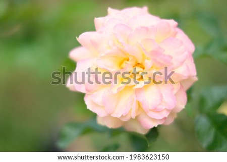 Beautiful Flower Close Up Picture