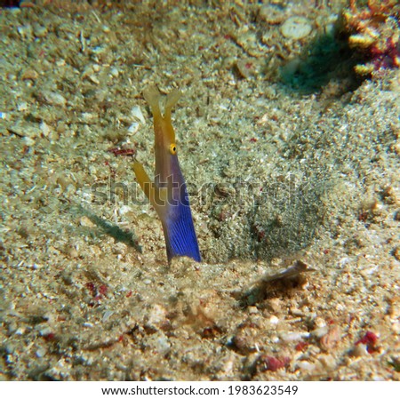 A Ribbon eel also known as a Leaf-nosed moray eel Boracay Island Philippines                              