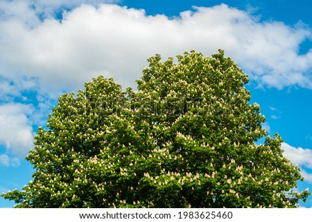 Spring sketch, blooming chestnut on blue sky clouds background
