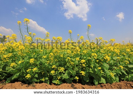 Blooming rape flowers in the fields, North China