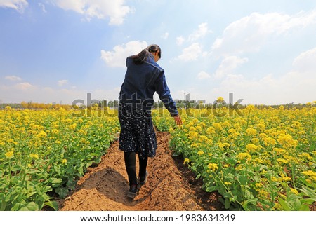 The girl walks through the rape flowers to take pictures and play.