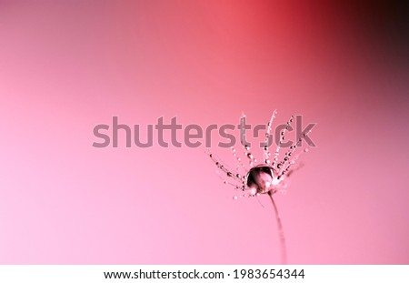Close-up of a water drop and dew on the spore of dandelion with pink background, South Korea
                               