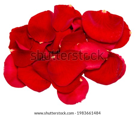 Red Rose Petals Isolated on White Background