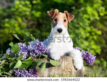 fox terrier, portrait of a terrier dog against the background of a blooming garden Royalty-Free Stock Photo #1983664022