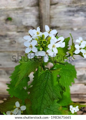Alliaria petiolata a spring wildflower herb and spice plant with a white springtime flower which is  commonly known as Garlic Mustard, stock photo image