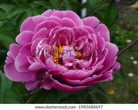 Peony flower.Birds chickens, rooster.
plants