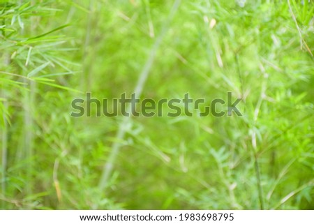Yellow bamboo leaves bokeh picture