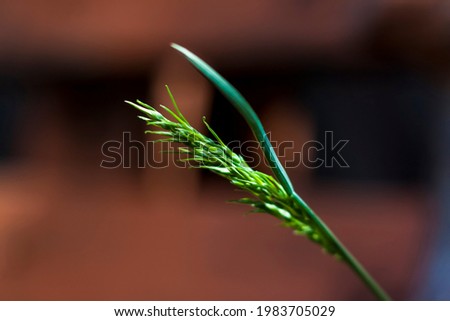 Macro photography of a blade of grass on a softly defocused background. Soft natural colors and fine details of the grass. Macro photography of plants. Selective focus. Blurred background. 