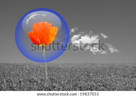 Red poppy protected by a blue bubble in a grey environment . Nature protection concept.