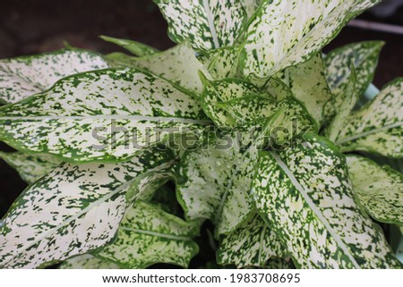 A pictures of white aglonema ornamental plants that are slightly wet in the rain